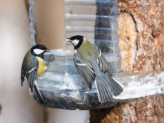 Woda w poidełku już nie zamarznie. Tak skutecznie zabezpieczysz ją przed mrozem