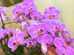 Ten zimowy nawóz rozkręci storczyka. Będzie miał ful kwiatów