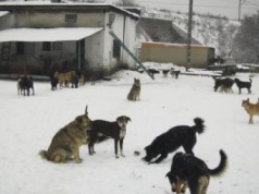 Ewakuacja zwierząt z Sobolewa. Doda żąda prokuratora i ścisłej ewidencji