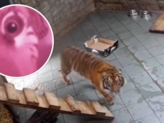 Ciekawska Indera „sprawdziła” kamery. Rezultat: tygrysy 10/10, kamery 0/10