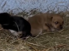 Szczenięta na mrozie. Dramatyczna interwencja Ekostraży