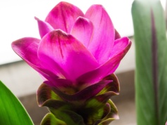 Tropikalna piękność podbija parapety. Od jej kwiatów trudno oderwać wzrok