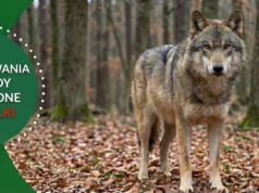 Rolnicy alarmują: szkody wyrządzane przez wilki narastają