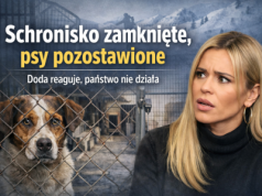 Schronisko zamknięte, psy porzucone. Doda reaguje, państwo nie działa