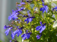 Zawsze wysiewam je w lutym. Wiosną cały ogród tonie w kwiatach