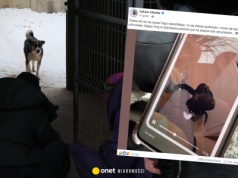 Ola straciła psa w schronisku w Sobolewie. "Padła na kolana i zaczęła płakać"