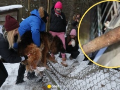 Ludzie zwracają psy z Sobolewa. Były bite do krwi, teraz trudno sobie z nimi poradzić