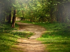 Rodzinny azyl blisko natury: Dlaczego Las Woda to idealne miejsce na wypoczynek z dziećmi?