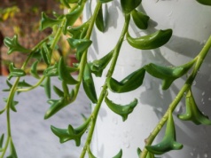 Ma liście jak małe delfiny. Na tę roślinę polują kolekcjonerzy. Uprawiać ją może każdy