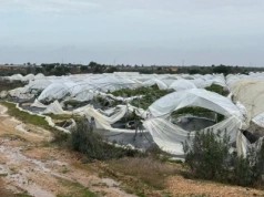 Tragedia producentów owoców! Zniszczone plantacje truskawek, malin i borówek w Huelvie po gwałtownej burzy