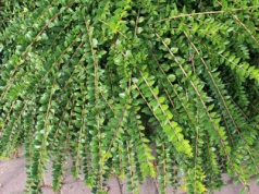 W tym roku sadzę zamiast bukszpanu. Ćma bukszpanowa już mi nie zagrozi