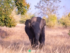Tajlandia. Kolejna ofiara śmiertelna dzikiego słonia. Władze rozważają radykalne kroki
