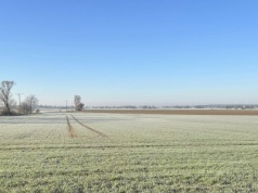 Giełdowy szok po mrozach! Pszenica najwyżej od miesięcy