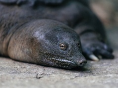 Co ja robię tu?… Mioceński żółw trójpazurzasty odnaleziony w Polsce