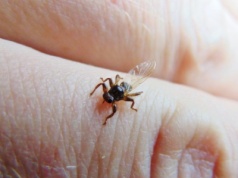 Silny mróz oznacza koniec problemów z komarami i kleszczami