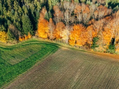 Kontrowersyjny pestycyd w lasach. Skażone dwie trzecie gruntów