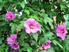 Zapomnij o hortensjach. Te krzewy są banalnie proste w uprawie