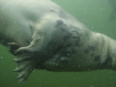 Helskie fokarium po remoncie. Lokatorzy mogą cieszyć się większym komfortem i bezpieczeństwem