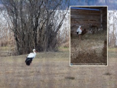 Nagranie z ośrodka rehabilitacji zwierząt hitem sieci. "Coś więcej niż przyjaźń"