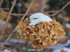 Masz hortensje? Ten fatalny błąd może sprawić, że nie zakwitną