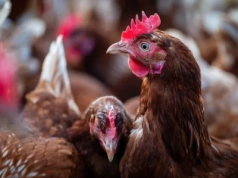 Uwaga Hodowcy! Rzekomy pomór drobiu w Gminie Purda