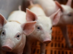 Prace nad strategią dla sektora wieprzowiny ruszają na nowo