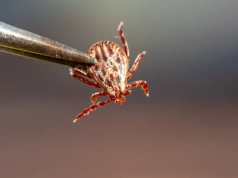 Zima masowo wybije kleszcze? Ta bakteria daje im „supermoc”