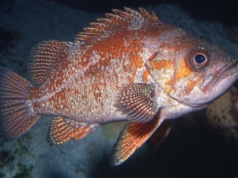 Ryby głosu nie mają? Bzdura. Można rozpoznać je po dźwiękach