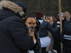 Wielki biznes na patoschroniskach. "Portfele dzięki nim puchną"