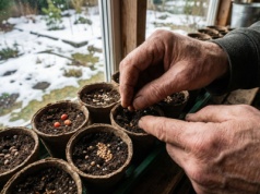 Co sadzi w lutym mądry ogrodnik? Jest w czym wybierać