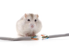 Szczury doprowadziły brytyjską firmę do bankructwa