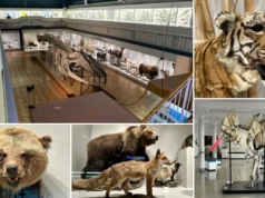 W tym wrocławskim muzeum zobaczysz szkielet największego zwierzęcia, jakie kiedykolwiek żyło na ziemi!