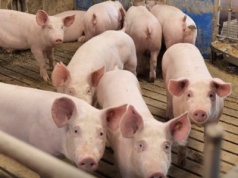 Przełom w walce z ASF. Najostrzejsze ograniczenia znikają po prawie 10 latach