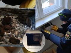 Gdańsk: dziwne odgłosy ze ściany w szkole okazały się siedmioma przytulonymi nietoperzami