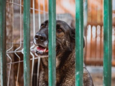 Rolnik nie potrzebują dopłaty do kojca dla psa. „O przyjaciół dbamy sami”