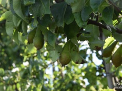 Jakie grusze najlepsze do ogrodu i sadu?