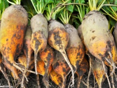 MHR porozumiała się z rolnikami. 7 zł/kg nasion buraka i 10 tys. zł za hektar plantacji nasiennej w toku produkcji