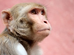 Małpy też mają wyobraźnię