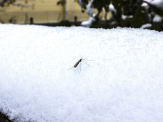 Czy po mroźnej zimie naprawdę będzie mniej kleszczy i komarów? Eksperci mówią wprost