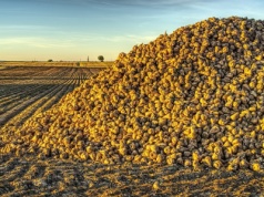 Sezon 2026 pod znakiem nowości. Do rejestru trafia aż 17 nowych odmian buraka