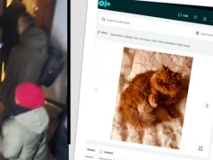 Pół setki kotów w kawalerce w Legnicy. Weszła policja i...