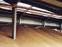 06.02.2026 Ceny skupu zbóż, kukurydzy, oleistych i strączkowych: tylko rzepak drożeje