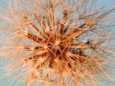 Cytat o przeciwnościach losu