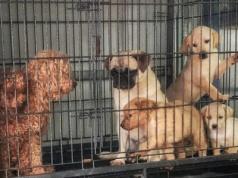 Ranking nielegalnego handlu szczeniętami. Polska w niechlubnej czołówce