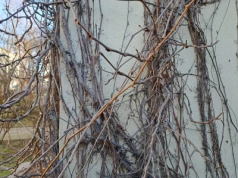 Kiedy i jak ciąć winorośl zimą? Ten termin decyduje o plonach