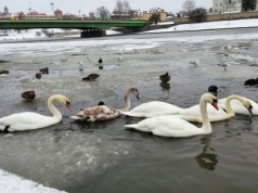 Ptasia grypa u dzikich ptaków w Krakowie. Służby apelują o ostrożność