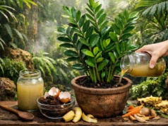 Zamiokulkas wygląda jak w tropikalnym lesie. Tak działa „śmieciowy” nawóz