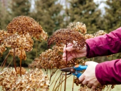 Zachowaj czujność. Ten jeden błąd przy hortensjach może zrujnować całe letnie kwitnienie