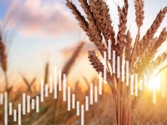 Ceny zbóż i oleistych na giełdach spadały w 2025. Co dalej z pszenicą, kukurydzą i rzepakiem?