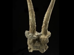 Niezwykła maska z czaszki kozła. Wyjątkowe odkrycie w niemieckiej wiosce